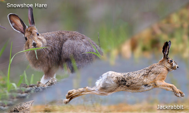 Hares | Strathcona County