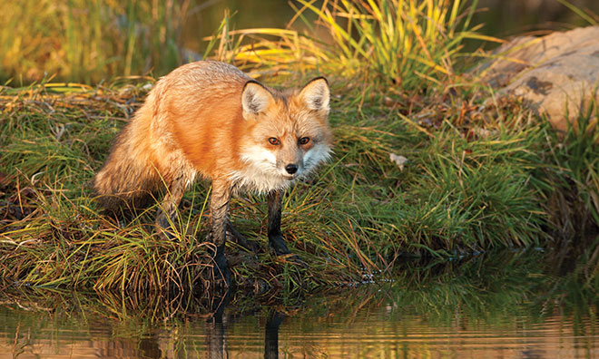 Image of a red fox by a body of water