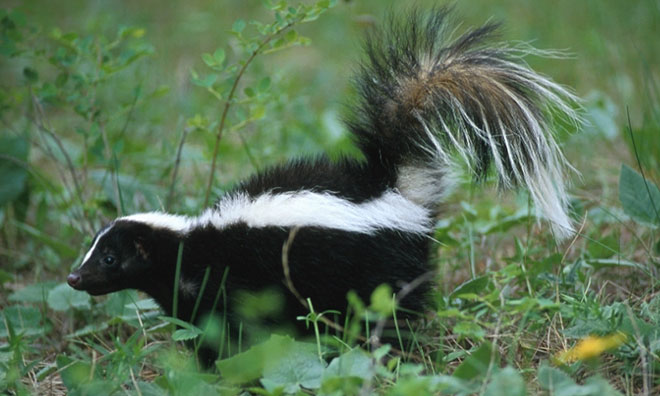 Image showing a skunk