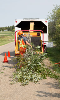 Image of County staff member putting tree brush in a chipper machine.