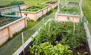 Image showing garden boxes in a community garden