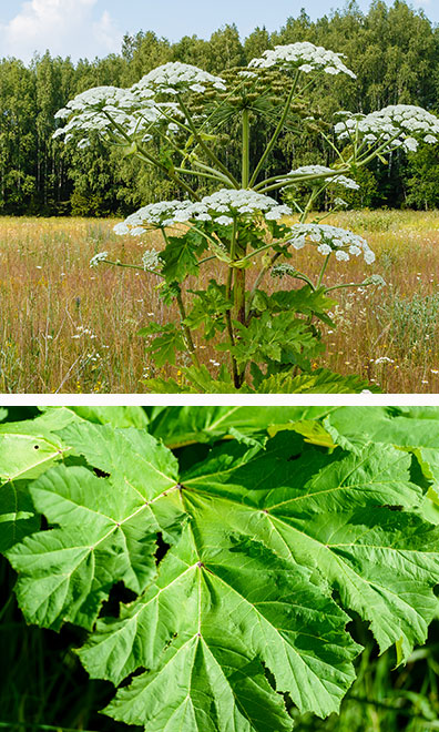 Image of the cow parsnip plant