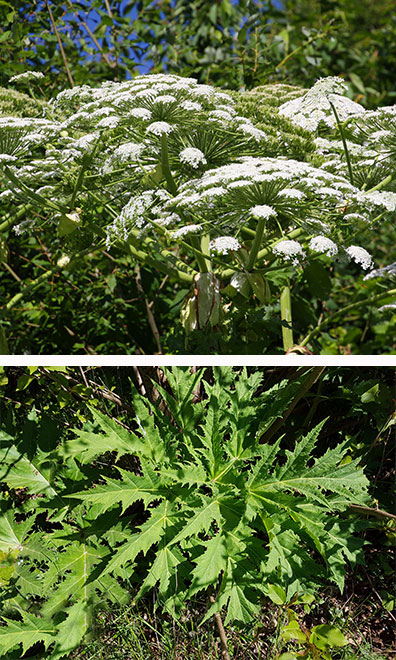 Image of the giant hogweed plant