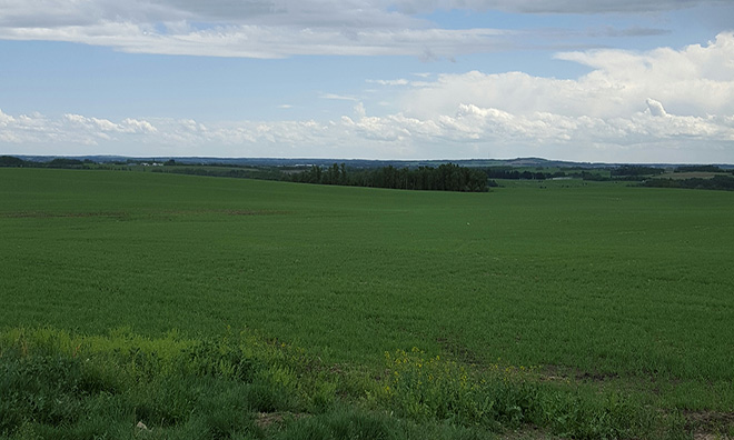 Green field outside of Penhold
